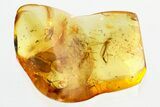 Rare Fossil Phantom Midges with a Caddisfly & Moth Fly In Baltic Amber #296954-2